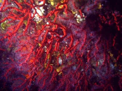 Corallo rosso by Alex Pajno