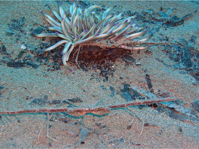 Immersioni nel sito Scoglio del Coniglio