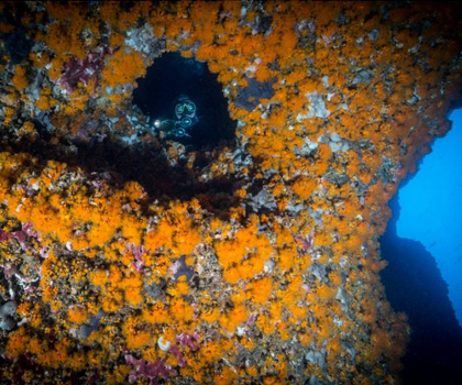 Palinuro Sub Galleria Fotografica