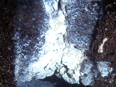 Immersioni nel sito Cala del guarracino