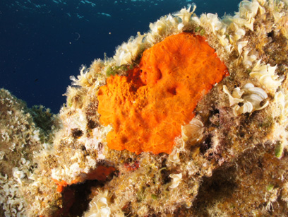 Immersioni nel sito Cattedrale
