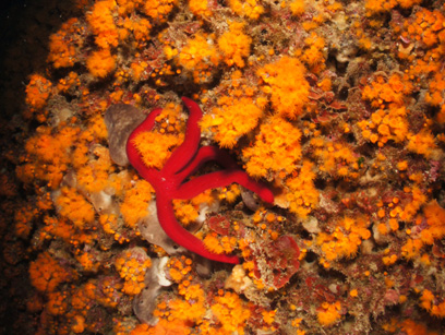 Immersioni nel sito Costa Azzurra