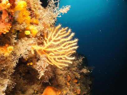 Immersioni nel sito Cratere