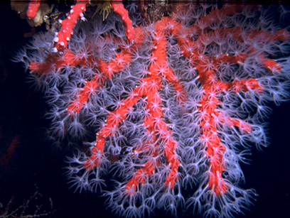 Immersioni nel sito Grotta Azzurra