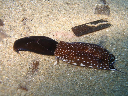 Immersioni nel sito Grotta Trombetta