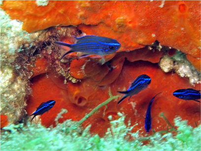 Immersioni nel sito Pan di Zucchero