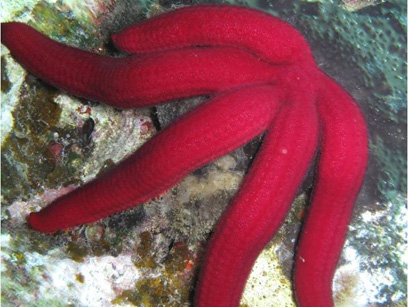 Immersioni nel sito Passaggi di Zi' Anna