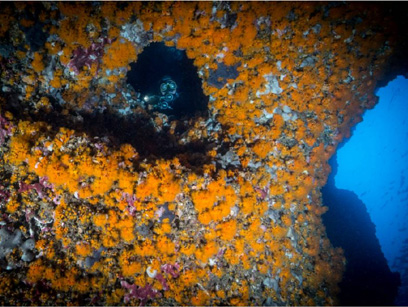 Immersioni nel sito Posidonia