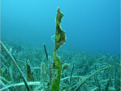 Immersioni nel sito Punta Mammone