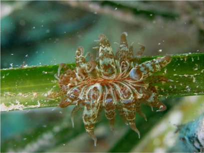 Immersioni nel sito Punta Mammone
