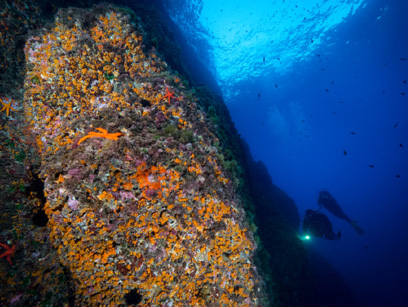 Immersioni nel sito Punta Quaglia