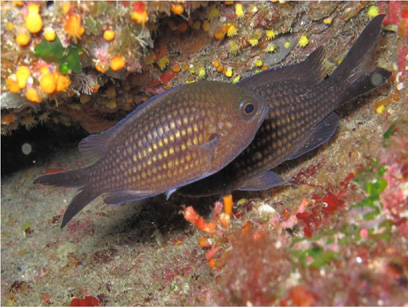 Immersioni nel sito Punta Spartivento