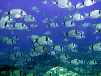 Immersioni nel sito Scoglio del Coniglio